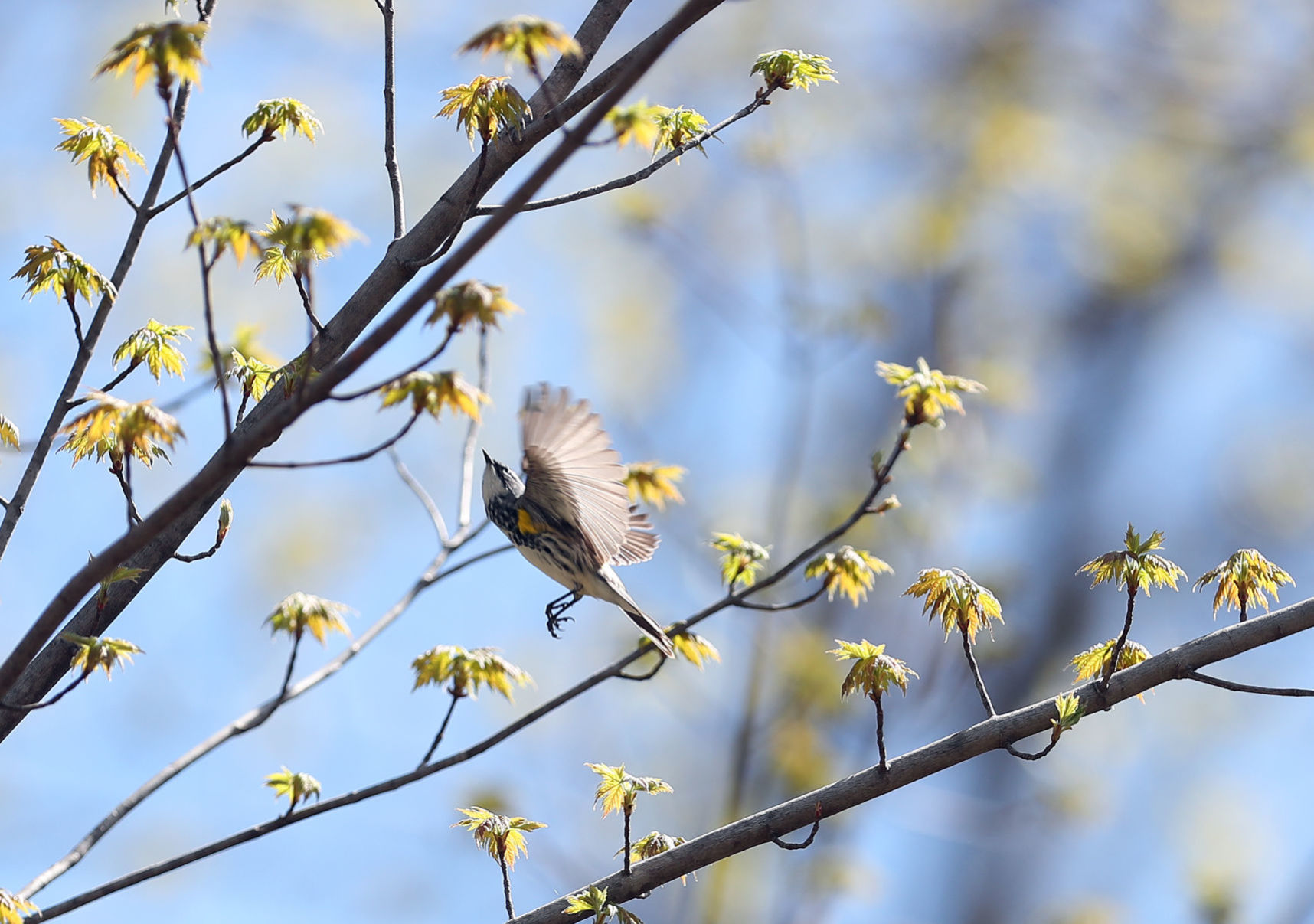 043020bp-yellow-rump-warbler.jpg